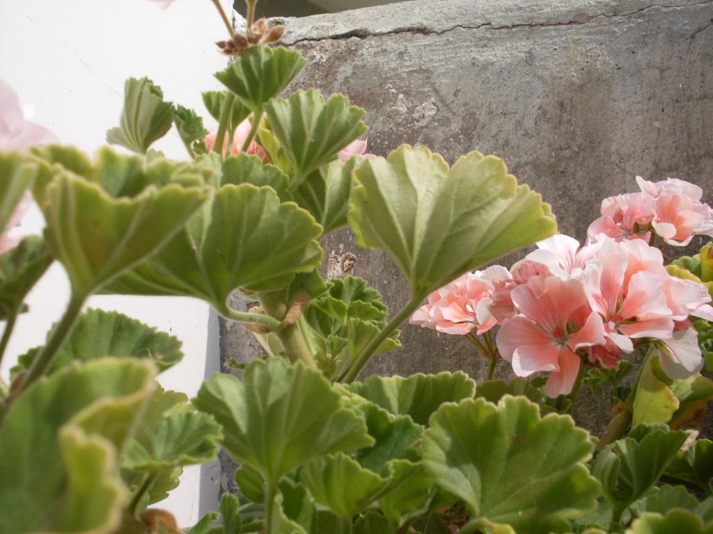 Cacyreus marshalli � possibile?